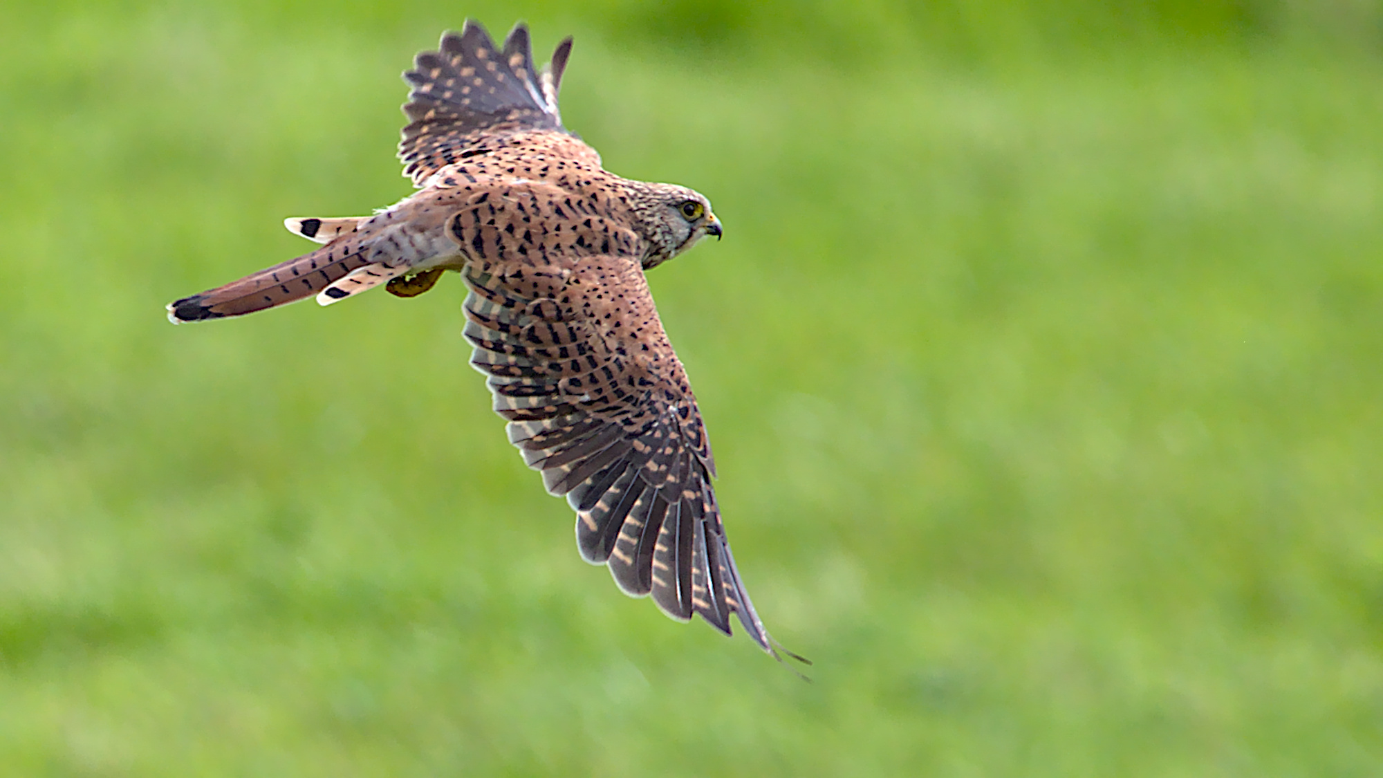 Turmfalke